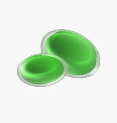 緑色の善玉菌のイラスト